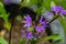 Scaevola saligna flower growing in meadow, macro