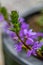 Scaevola saligna flower growing in meadow, macro