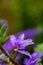 Scaevola saligna flower growing in meadow, macro