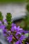 Scaevola saligna flower growing in meadow, macro