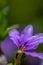 Scaevola saligna flower growing in meadow, macro