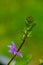 Scaevola saligna flower growing in meadow, macro