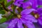 Scaevola saligna flower growing in meadow, macro