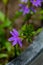 Scaevola saligna flower growing in meadow, macro