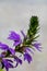 Scaevola saligna flower growing in meadow, macro