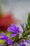 Scaevola saligna flower growing in meadow, macro