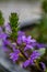 Scaevola saligna flower growing in meadow, macro