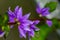 Scaevola saligna flower growing in meadow, macro