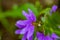 Scaevola saligna flower growing in meadow, macro