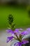 Scaevola saligna flower growing in meadow, macro