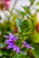 Scaevola saligna flower growing in meadow, macro