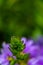 Scaevola saligna flower growing in meadow, macro