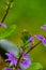 Scaevola saligna flower growing in meadow, macro