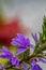 Scaevola saligna flower growing in meadow, macro