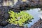 Scaevola taccada, Water hyssop and grass growing on volcanic rock near a small pool of water