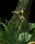 SCALAIRE pterophyllum scalare