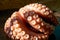 Scalded cooked big octopus, close-up of contracted octopus tentacles