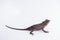 Scale-Bellied Tree Lizard on white background , Lizard of Thailand