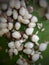 Scale insect on papaya fruit.