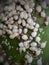 Scale insect on papaya fruit.