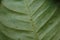 Scale insects on a leaf