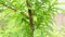 Scale and mealybugs on a plum fruit tree