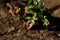 Scale model builders removing garden weed from a path