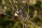 Scaled Dove Bird