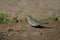 Scaled dove, Columbina squammata
