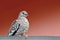 Scaled Dove Columbina squammata isolated and perched on a dark red background