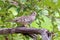 Scaled Dove (Columbina squammata) perched on a log in the woods. Mata de SÃ£o JoÃ£o; Bahia; Brazil