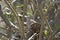 Scaled Dove, scardafella squammata, Adult standing on Nest, Los Lianos in Venezuela