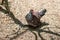 Scaled Pigeon bird