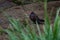 Scaled Pigeon bird