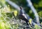 Scaled Pigeon (Patagioenas speciosa) in Brazil