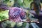 Scaled Pigeon, Patagioenas speciosa, a large New World tropical dove