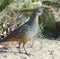 Scaled Quail