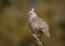 Scaled Quail on Cholla