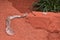 Scaled skin of snake on red crushed stone