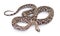 Scaleless corn snake or red rat snake