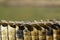 The scales of tail of The Nile crocodile Crocodylus niloticus with green background