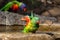 Scaley breasted lorikeet in the bird bath with rainbow lorikeet in the background