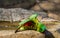 Scaley breasted lorikeet exiting the bird bath