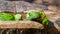 Scaley breasted lorikeet exiting the bird bath