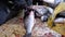 Scaling and Cutting Fish in Market Stall. Woman Manual cleaning and Cuts Fresh Fish