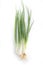 Scallion or spring onion