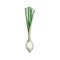 Scallion spring onion isolated chives food sketch