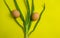 Scallions also known as spring onions or green onions with chicken eggs on yellow background, flat lay