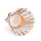 Scallop With Fresh Meat In Shell Seafood Vector