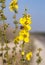 Scallop-Leaved Mullein Wildflower with a Blurry Background